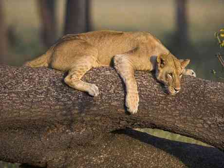 Best of Kenya & Tanzania Safari